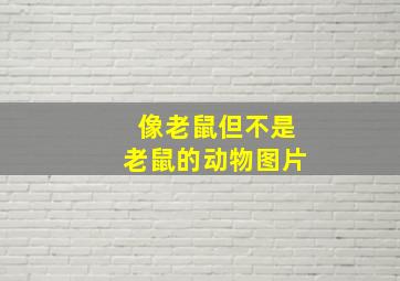 像老鼠但不是老鼠的动物图片