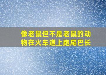 像老鼠但不是老鼠的动物在火车道上跑尾巴长