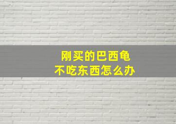 刚买的巴西龟不吃东西怎么办