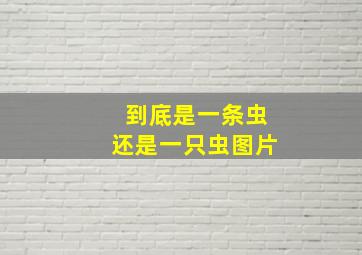 到底是一条虫还是一只虫图片