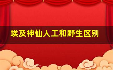 埃及神仙人工和野生区别