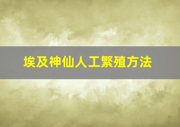 埃及神仙人工繁殖方法