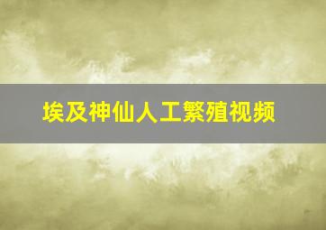 埃及神仙人工繁殖视频