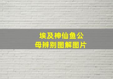 埃及神仙鱼公母辨别图解图片