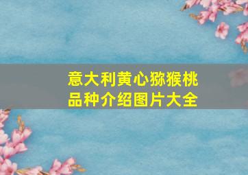 意大利黄心猕猴桃品种介绍图片大全