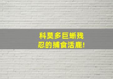 科莫多巨蜥残忍的捕食活鹿!