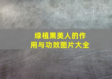 绿植黑美人的作用与功效图片大全