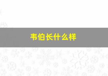 韦伯长什么样