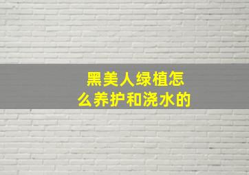 黑美人绿植怎么养护和浇水的