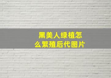 黑美人绿植怎么繁殖后代图片